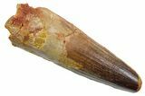 Fossil Spinosaurus Tooth - Feeding Worn Tip #349758-1